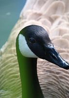 Ente im Wasser