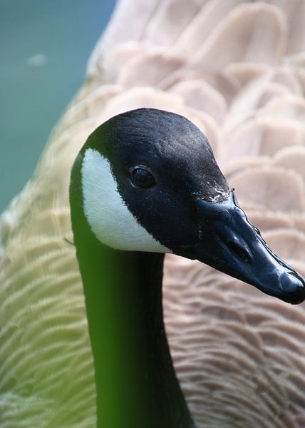 Ente im Wasser von The Art Page Of MG