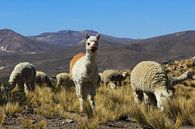 Alpaca in Peru van Berg Photostore thumbnail