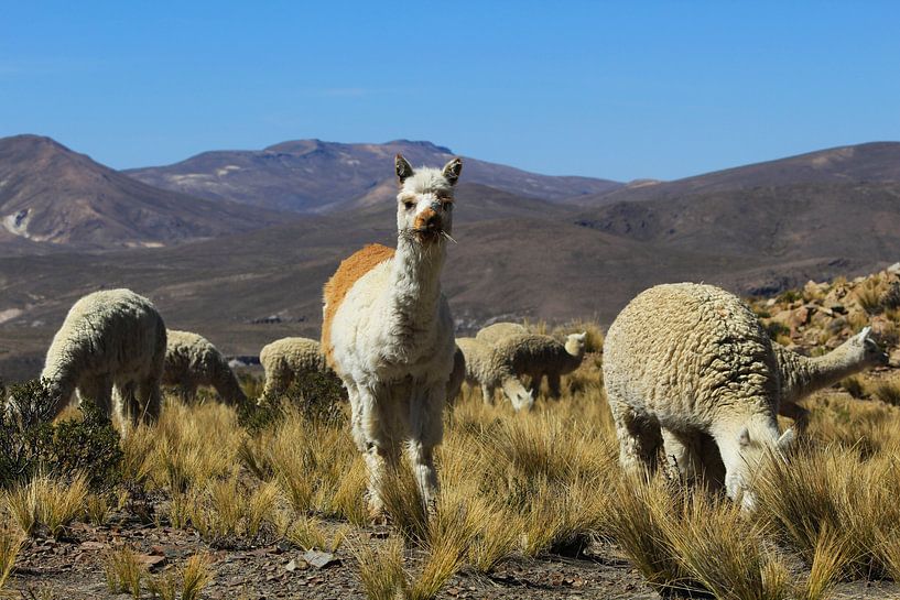Alpaca in Peru van Berg Photostore