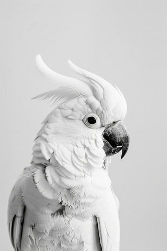 Cacatoès en noir et blanc