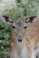 Kleine Bambi in het sprookjesbos