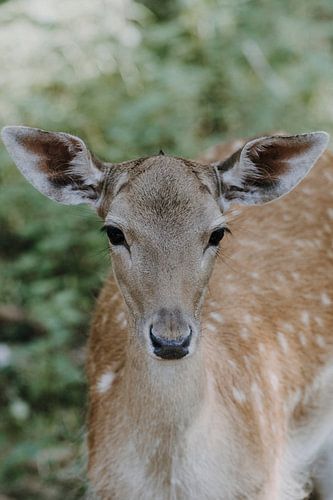 Le petit Bambi dans la forêt des contes de fées