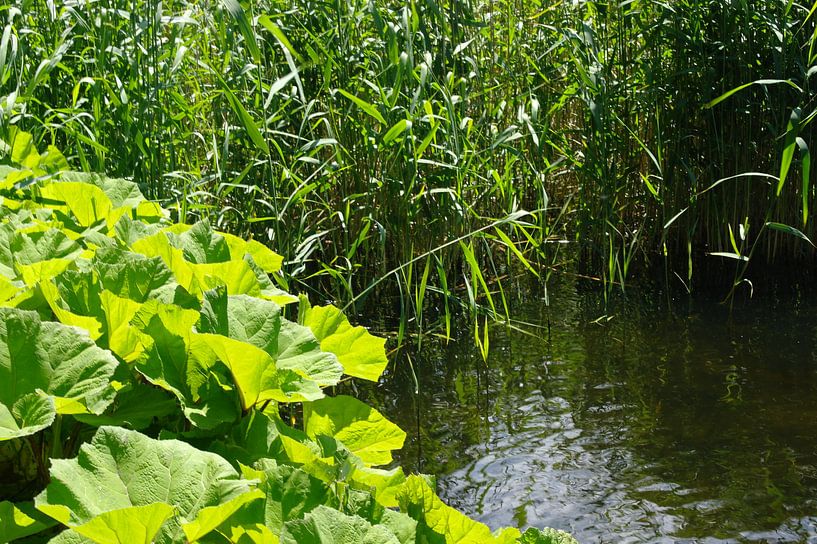 Mooie foto van de natuur. by Brigitte Koster