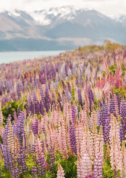 Dreamy Lupin Fields, New Zealand travel photography by MelCaptures