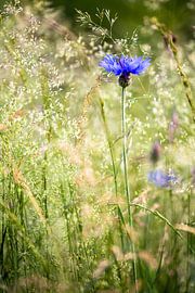 Kornblume von Isa Dolk