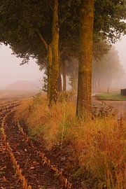 Bäume entlang der Straße in Achterhoek von Jan Nuboer