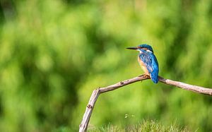ijsvogel