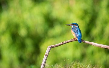ijsvogel van Andy van der Steen - Fotografie