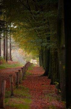 Herbst in den Mastbos von Mary Romijn