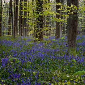 Early spring in the Hallerbos forest reveals a vivid blue carpet von Thilo Wagner