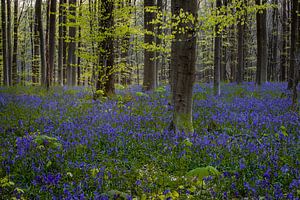 Le printemps précoce dans la forêt de Hallerbos révèle un tapis bleu vif