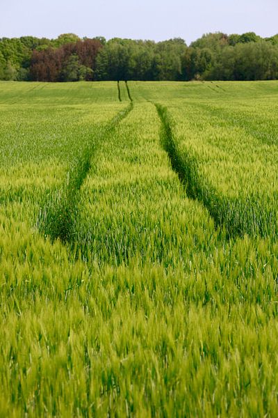 Field by Thomas Jäger
