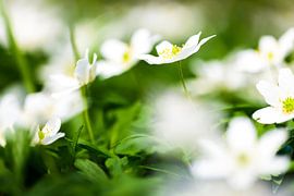 Macro by Steven Hendrix