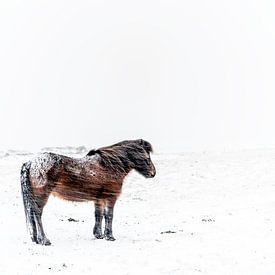 Pferd Isländisch Isländer von Sebastiaan van Stam Fotografie
