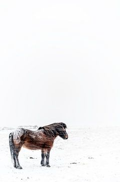 Paard Ijsland ijslander van Sebastiaan van Stam Fotografie