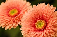 Roze bloem von Stedom Fotografie Miniaturansicht