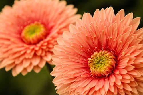 Roze bloem