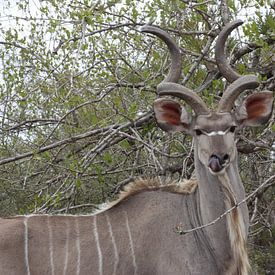 Koedoe / Kudu von Wim Franssen