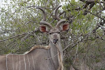 Koedoe / Kudu van Wim Franssen