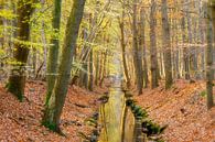 Avondlicht in het bos van Karla Leeftink thumbnail