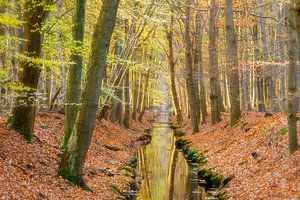Lumière du soir dans la forêt