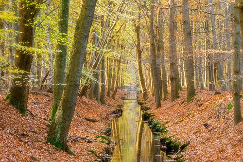 Avondlicht in het bos