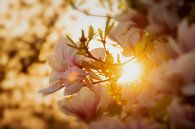 Roze bloemen van de Magnolia met een ondergaande zon lentebloesem van Jessica Berendsen thumbnail