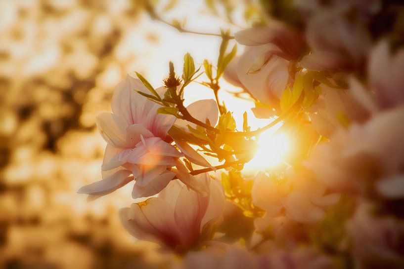 Roze bloemen van de Magnolia met een ondergaande zon lentebloesem van Jessica Berendsen