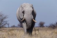 Olifant - Etosha National Park van Eddy Kuipers thumbnail