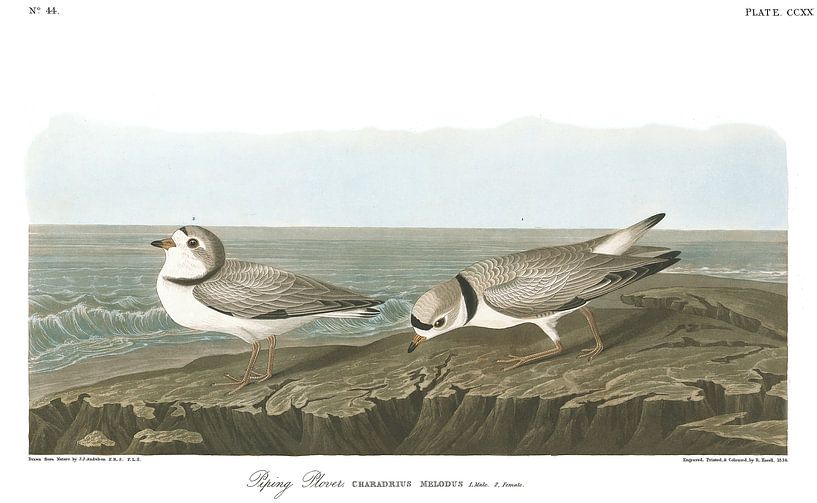 Dwergplevier van Birds of America