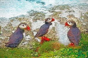 Papageientaucher auf Papey, Island