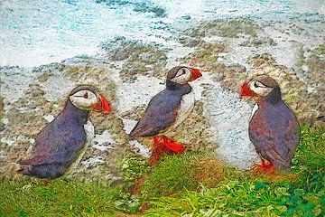 Puffins on Papey, Iceland