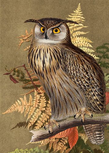 an Owl in Autumn