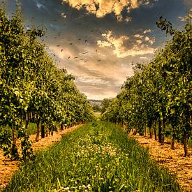 Orchard at Oetingen by Niels Hemmeryckx