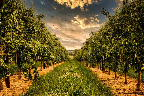 Verger à Oetingen sur Niels Hemmeryckx