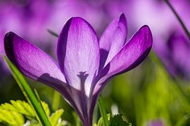 Lila Krokus im Gras von Jolanda Aalbers
