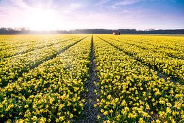 Narcissenveld bij Vogelenzang deel 1 sur Etienne Hessels