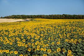 Sonnenblumenfeld in Frankreich von Bas Fransen