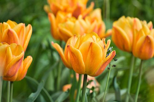 Tulpen in een weiland met prachtig bokeh.