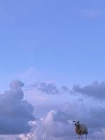 Sheep cloud