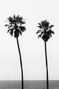 Palmbomen op het strand | Monochroom van Melanie Viola thumbnail