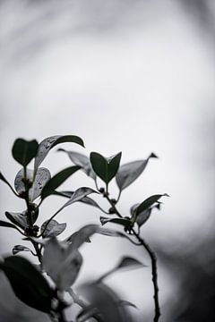 Rainy day in the forest 4 | Twente, Netherlands by Ratna Bosch