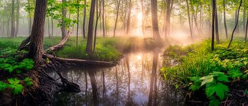 Mystieke bosochtend van Poster Art Shop
