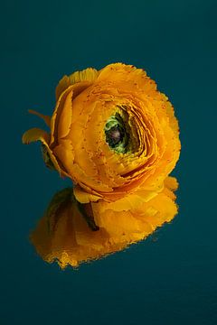 Yellow ranunculus reflected in a petrol surface