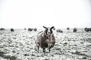 Sheep in a snow covered meadow by Sjoerd van der Wal Photography