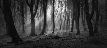 Mysterious Speulderforest.Oerbos. Award winning picture van Saskia Dingemans Awarded Photographer