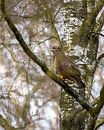 Mäusebussard im Baum auf der Suche in den niederländischen Wäldern von Maarten Oerlemans Miniaturansicht