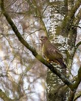 Buizerd in boom op de uitkijk in Nederlandse bossen
