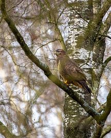 Mäusebussard im Baum auf der Suche in den niederländischen Wäldern von Maarten Oerlemans